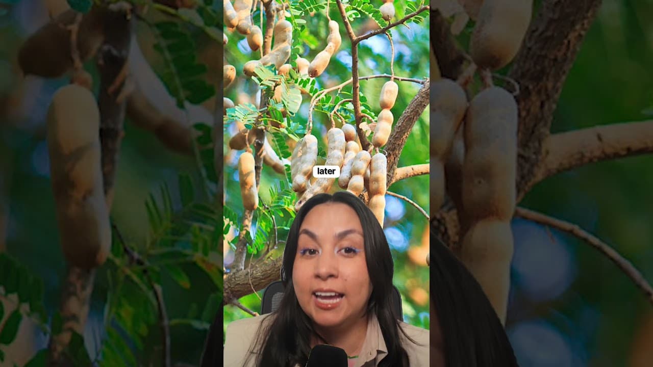 Agua de Tamarindo Has West African Roots #tamarind #westafrica #mexico #mexicanfood